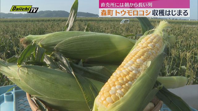 早朝から長蛇の列】トウモロコシ「甘々娘」収穫はじまる（静岡・森町）（Daiichi-TV（静岡第一テレビ）） - Yahoo!ニュース