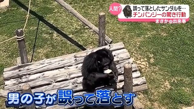 動物園 人気 サンダル