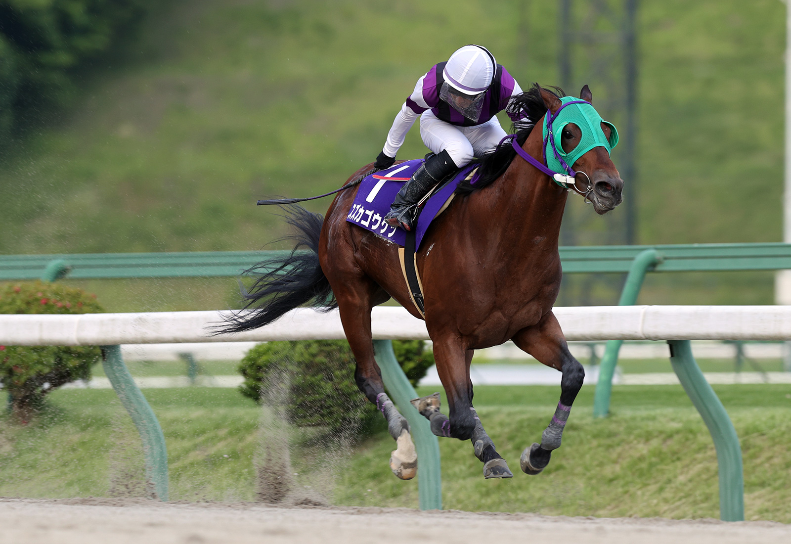 【盛岡・あすなろ賞】スズカゴウケツが3馬身差完勝…菅原辰「手応えが抜群」