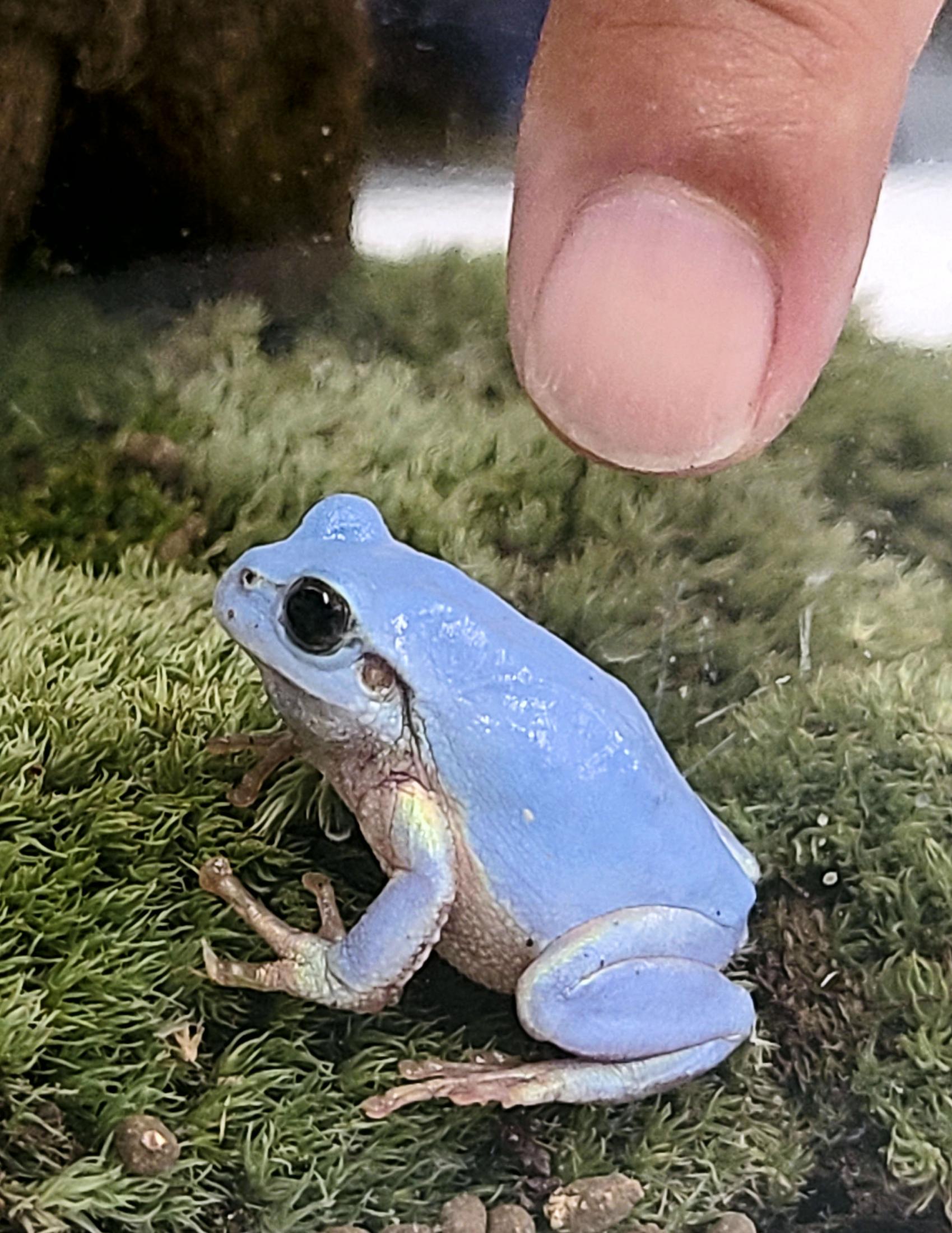 珍しい水色のアマガエル発見 福岡の田畑で、高校生らが飼育（共同通信） - Yahoo!ニュース