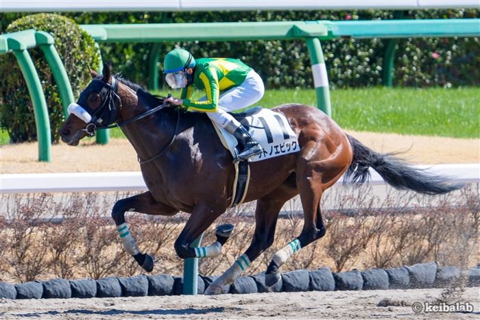 【東京ダービー】サトノエピックは初の大井も大丈夫！指揮官が語る見通し