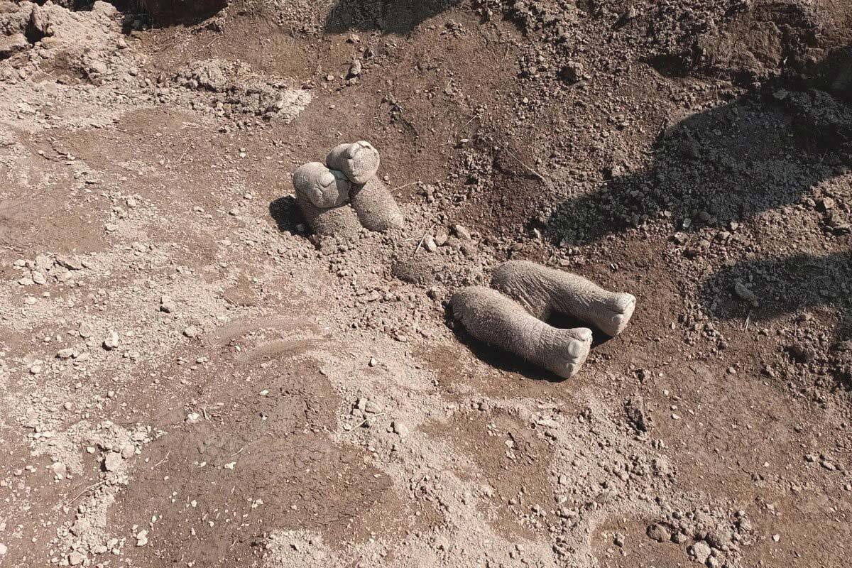 アジアゾウが死んだ子ゾウを埋葬、初の証拠、どれも茶畑の溝に上下 