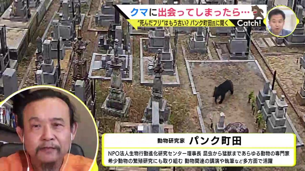 街中で “クマに遭遇” どうする?「熊よけの鈴の効果は期待薄」「死んだふりはよくない」パンク町田氏に聞く 海沿いの市街地にクマ出没の衝撃（RCC中国放送）  - Yahoo!ニュース