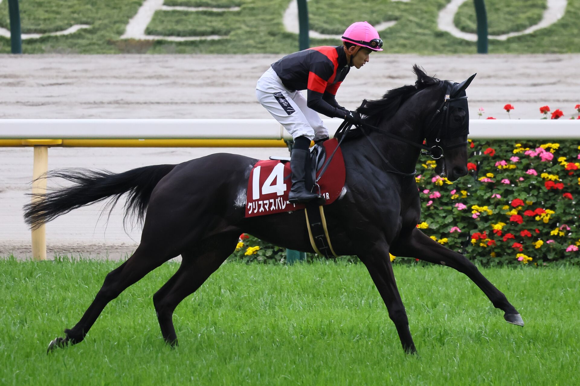 【川崎競馬】関東オークス出走予定馬…クリスマスパレードなど