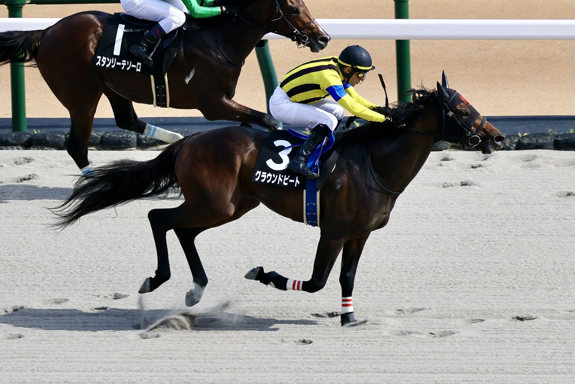 【青梅特別】グラウンドビートが3連勝…ルメール騎手は本日4勝目