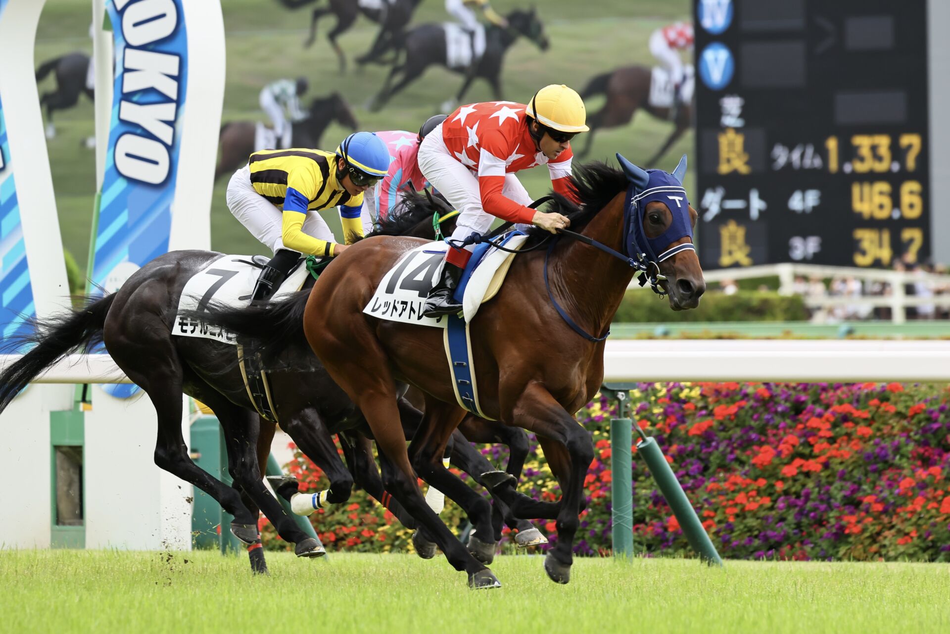 【東京6R】単勝1.3倍レッドアトレーヴが鮮やかな差し切り