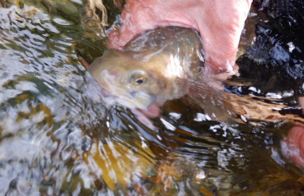 尺上イワナから〝タナビラ〟アマゴまで！久しぶりの型揃い釣行に歓喜！（釣りビジョン マガジン） - Yahoo!ニュース