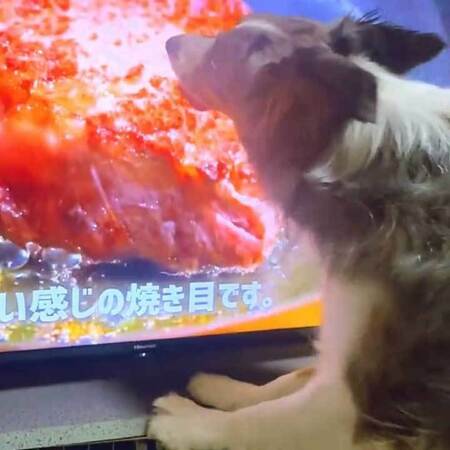 「そこにお肉はないよ」　テレビに映る肉をペロペロ…食いしん坊ないぬに大反響(Hint-Pot)