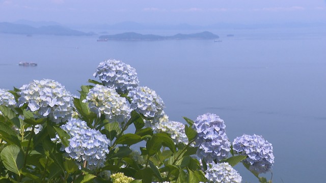 空と海とアジサイが競演 紫雲出山で約2000株が見頃 香川・三豊市（KSB瀬戸内海放送） - Yahoo!ニュース