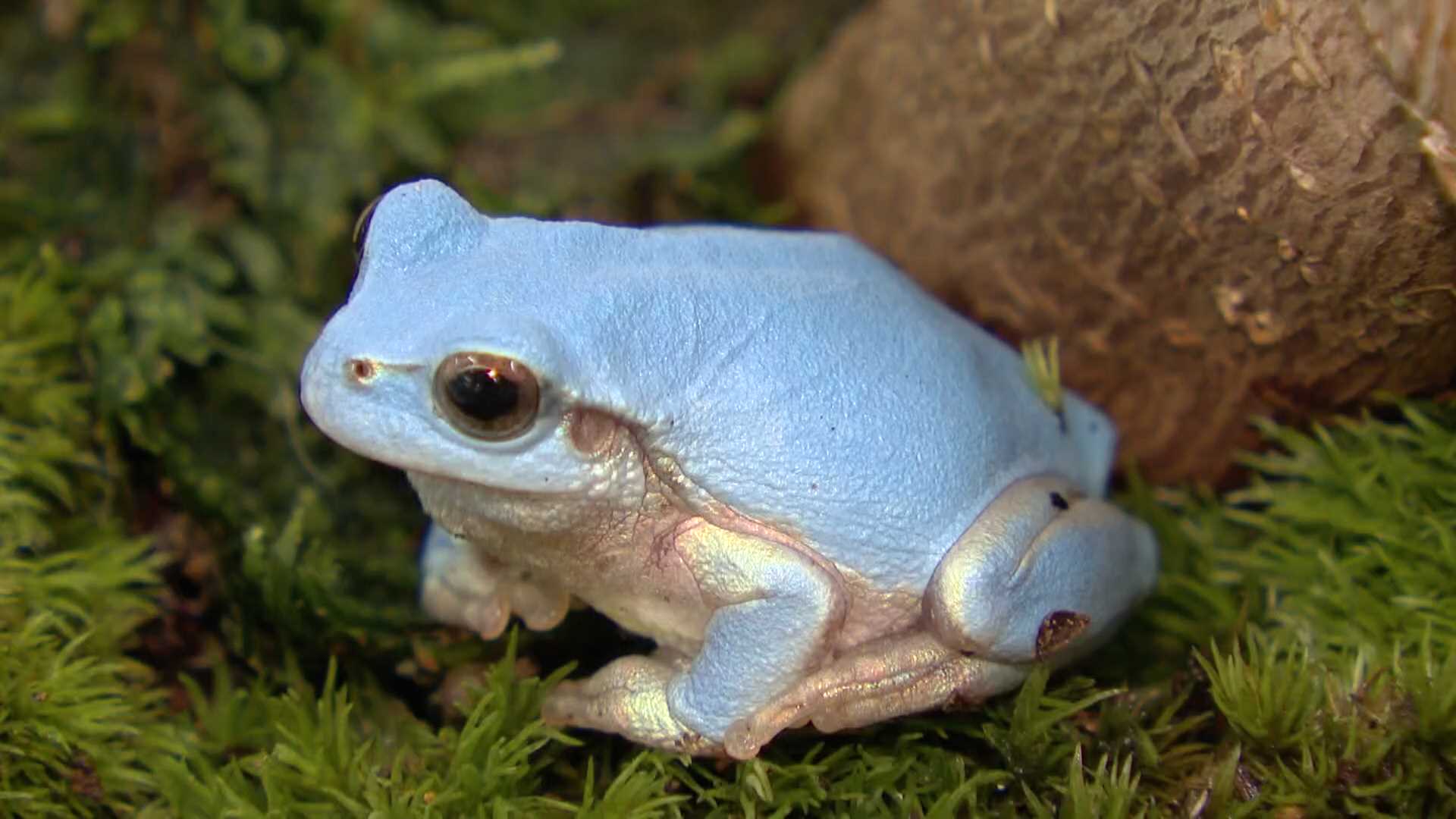 自然の色とは思えない」青いカエルを発見 専門家は色素の突然変異と”数奇な運命”を指摘（RKB毎日放送） - Yahoo!ニュース