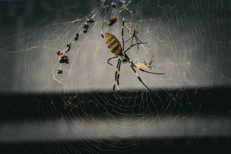 米国を恐怖に陥れる「ジョロウグモ」、実は害虫駆除に効果的？(Forbes JAPAN)