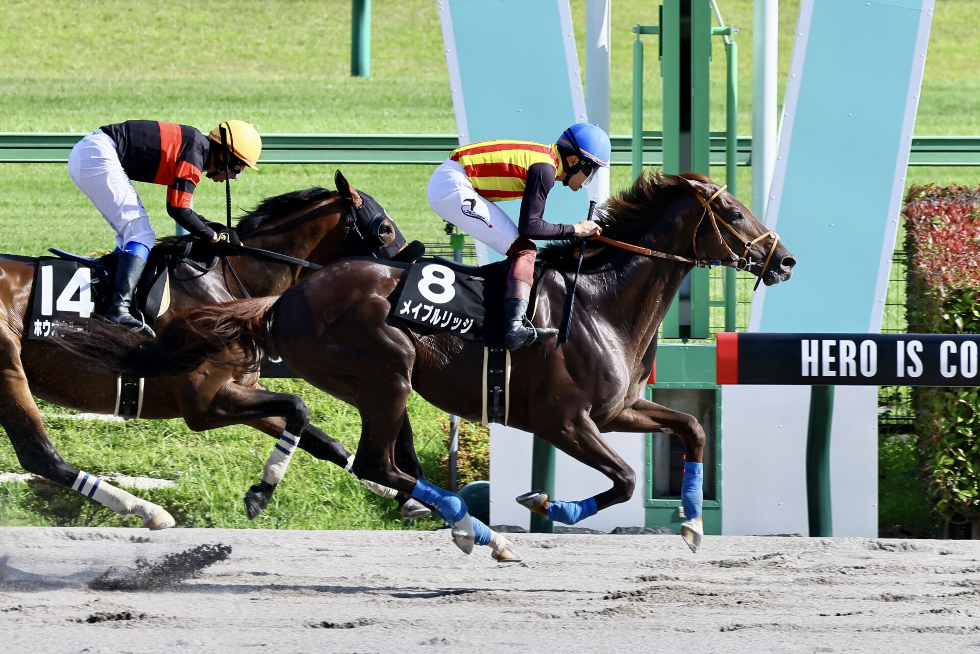 【スレイプニルS】メイプルリッジがオープン初勝利