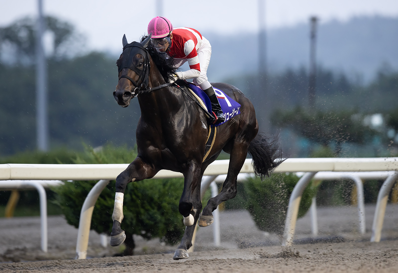 【水沢・東北優駿】フジユージーンが無傷の8連勝で岩手二冠…村上「今日は落ち着いてました」