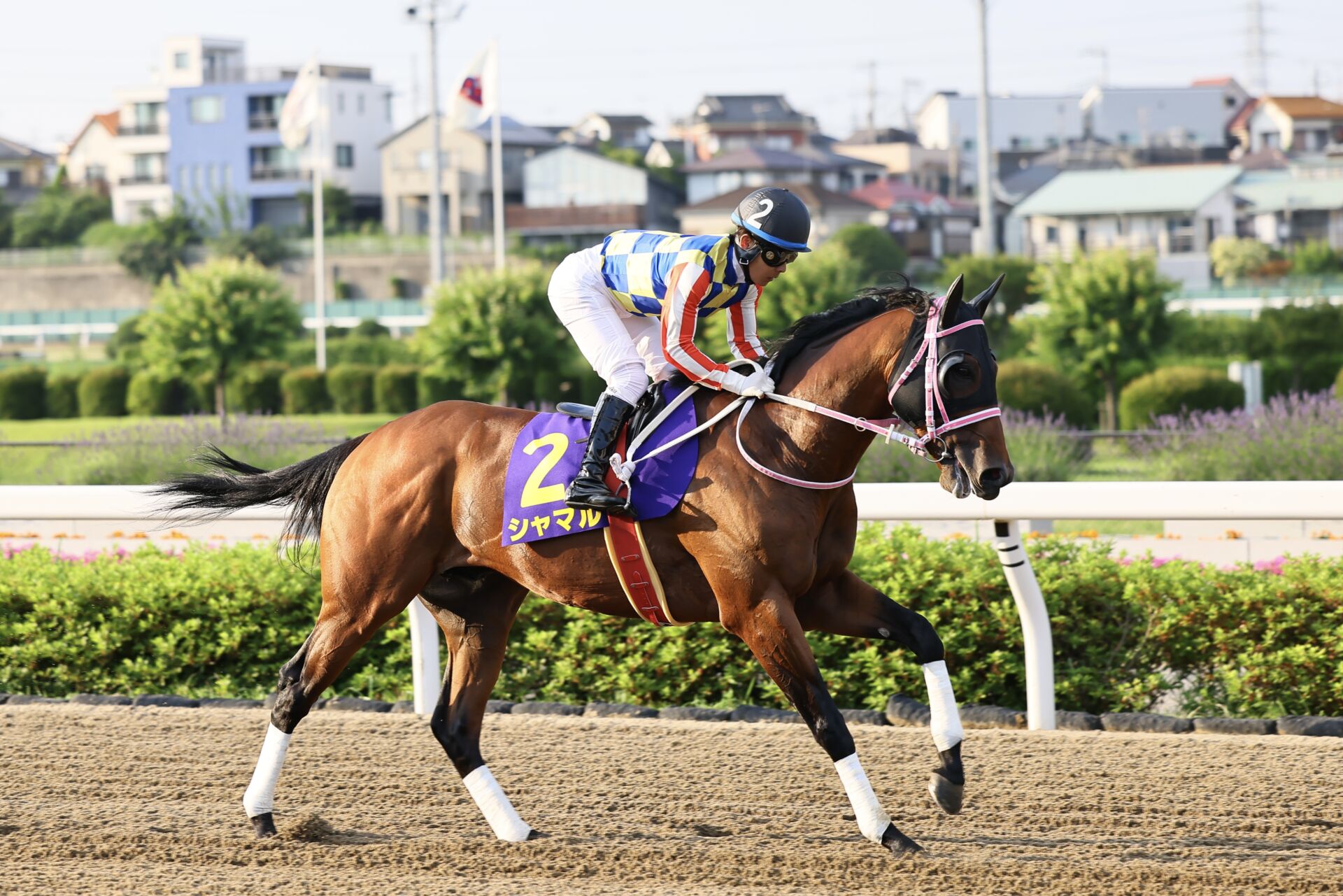 【さきたま杯】川須「上位とは詰まりそうで詰まらなかった」シャマルは3着敗退