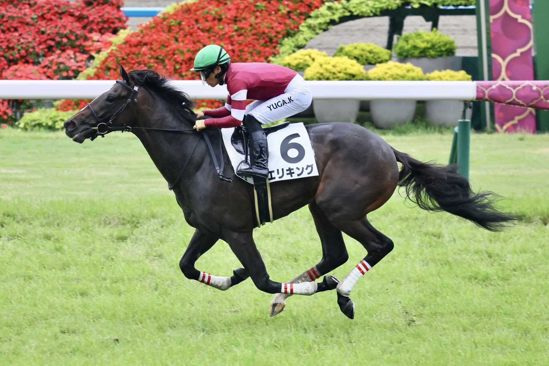 【新馬/京都5R】2億円ホース・エリキングがデビュー勝ち