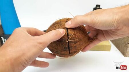 “670日前”のココナッツを割ってみると……　新鮮なココナッツからは“想像できない中身”にネット興味しんしん「珍味かも」「禁断の知識を得た気分になる」【海外】(ねとらぼ)