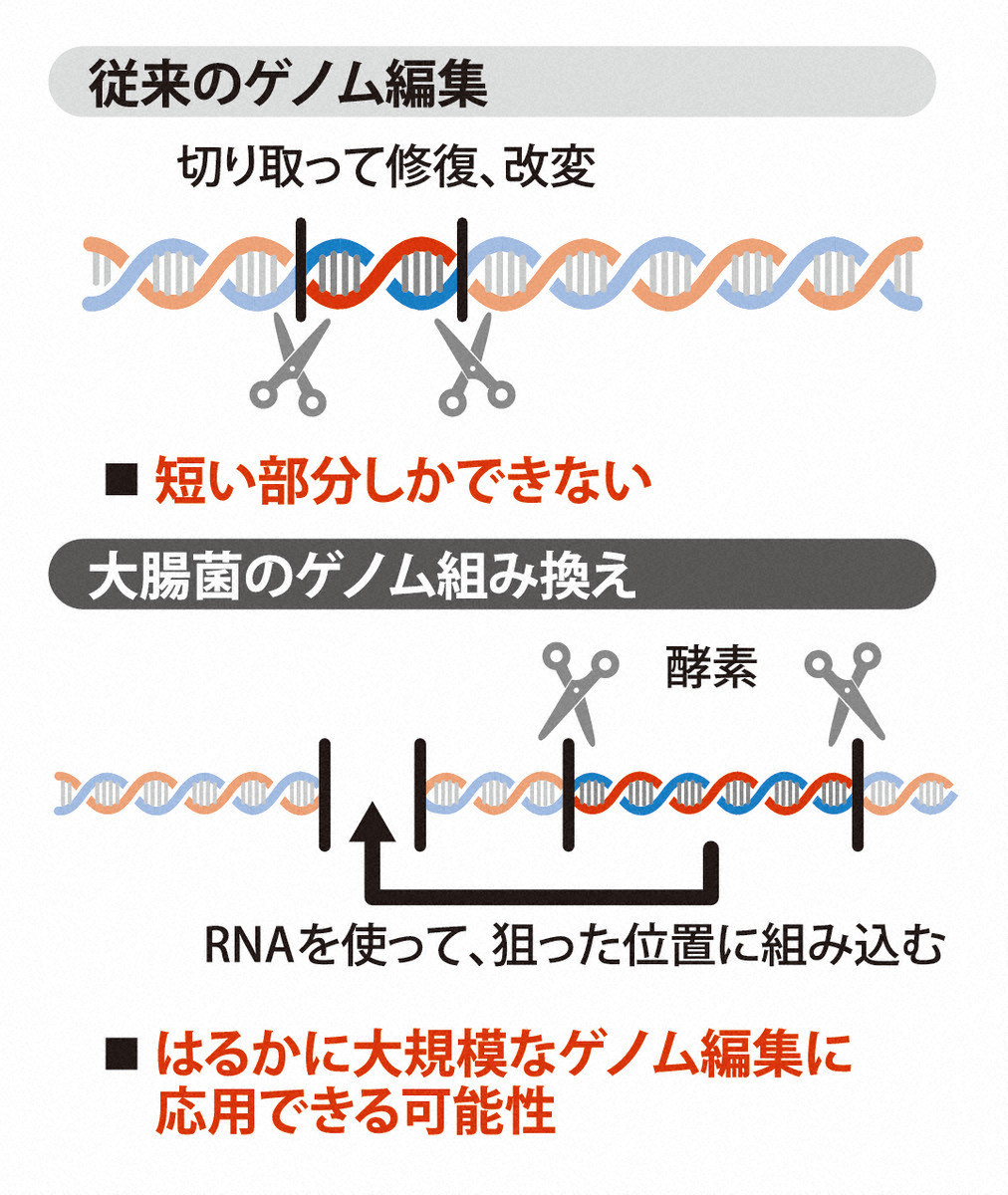 「常識覆す仕組み」　大腸菌の大規模ゲノム組み換え解明　東京大など（毎日新聞） - Yahoo!ニュース