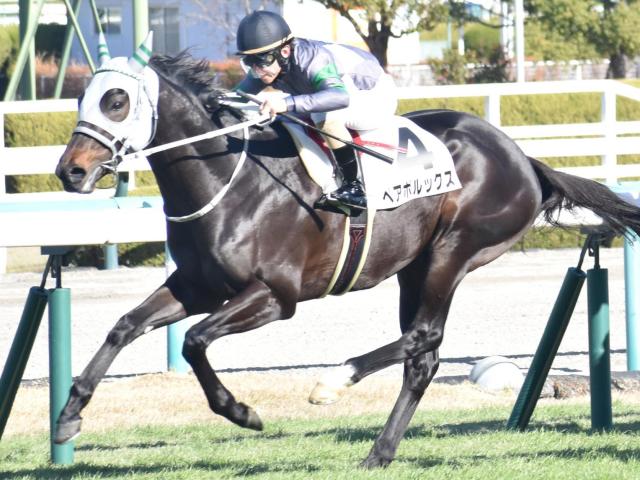 【北九州記念予想】今年は開幕週に設定されたスプリント戦 逃げ・先行有利の舞台だが結果はいかに