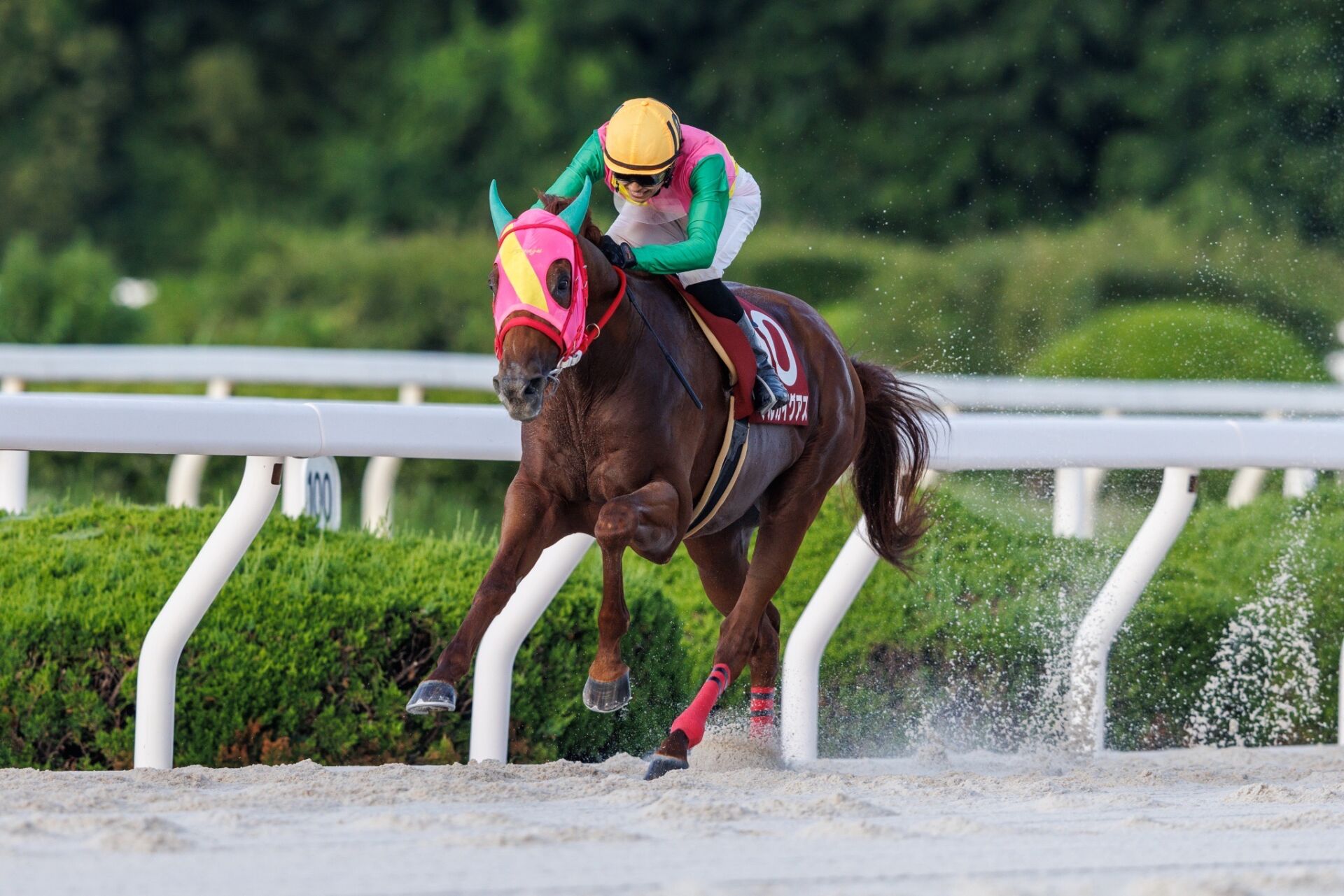 【兵庫優駿】マルカイグアスが8馬身差圧勝…鴨宮「強気に行った」