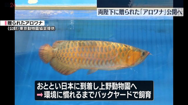 両陛下に贈られた「アジアアロワナ」上野動物園で公開へ（日テレNEWS NNN） - Yahoo!ニュース