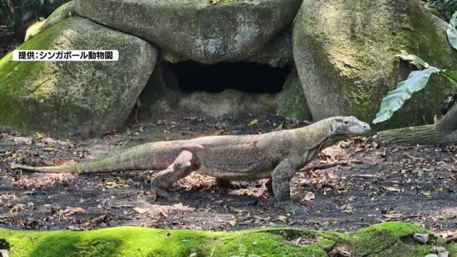 日本唯一の飼育へ！『東山動植物園』にコモドドラゴンのタロウくんが仲間入り（中京テレビＮＥＷＳ） - Yahoo!ニュース