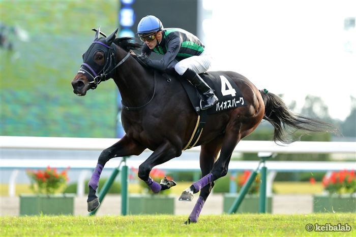 【函館記念】5年続けて好走中！荒れるハンデ重賞の「激走パターン」に合致した穴馬