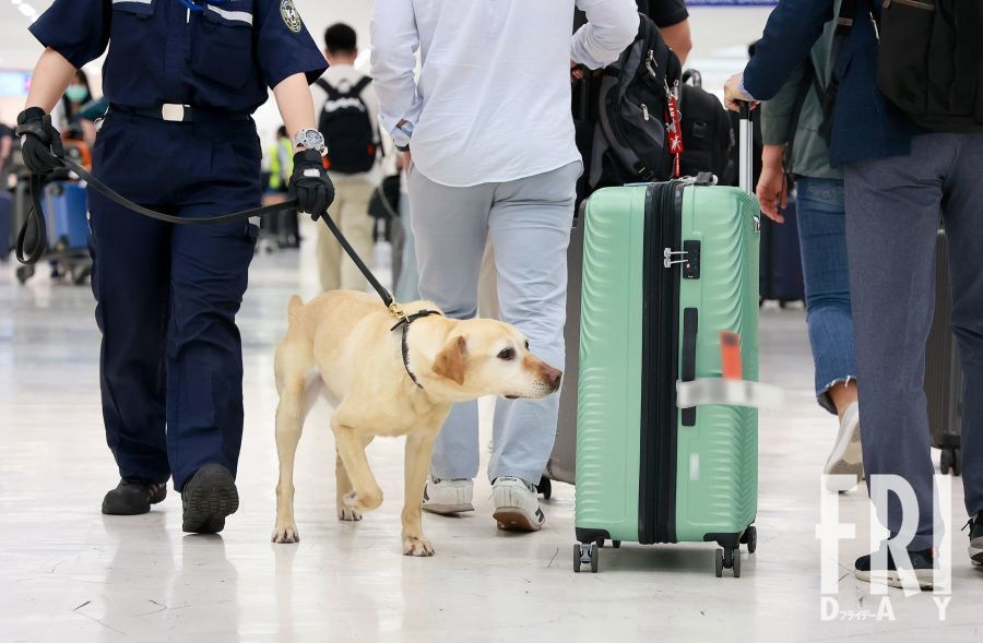 販売 羽田空港 帽子をかぶってる犬