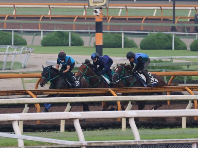 GI・2勝で種牡馬としても活躍中スワーヴリチャードの姪 セレーネアステールが小倉で初陣へ/関西馬メイクデビュー情報