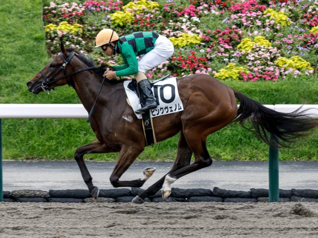 【ポラリスサマースプリント予想】煌めく差し脚でスプリント王者へ 軽斤量の1200m戦で狙いたい一頭