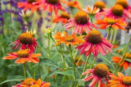 夏ガーデンの主役候補を探せ！ユニークな花が咲く《夏らしさ全開の多年草》最強7選（LIMO） - Yahoo!ニュース