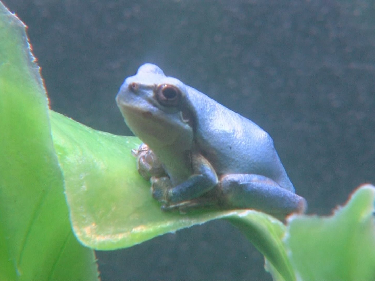 突然変異で生まれたか…10万匹に1匹とされる“青いアマガエル” 伊勢シーパラダイスで展示 9/1まで（東海テレビ） - Yahoo!ニュース