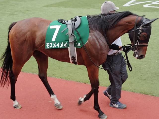 ここまで牝馬が4連覇中！ 今年も快速自慢の有力牝馬たち9頭がアイビスSDに集結