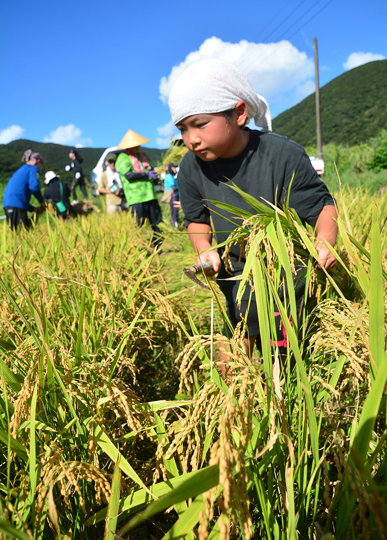 黄金色の実りに感謝 小湊集落で稲刈り 児童や専門校生らも参加 奄美大島（南海日日新聞） - Yahoo!ニュース