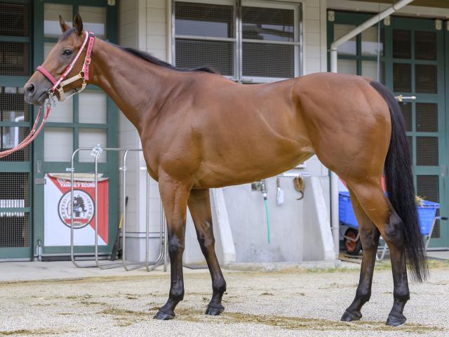 「千直巧者の馬体」を持つ新星 状態面も申し分なくアイビスSDで重賞初制覇へ