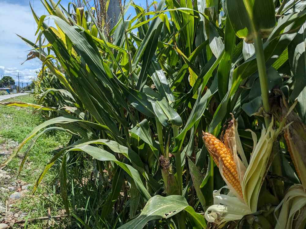 嫌悪しながら大量輸入、歪んだ「遺伝子組み換え作物大国」日本の奇妙な食糧安全保障