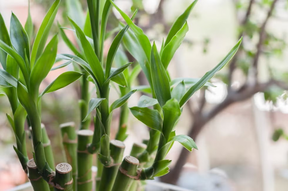 観葉植物で開運！伝統風水師が解説・2024年下半期に強運をつかむミリオンバンブーの置き方（モダンリビング） - Yahoo!ニュース