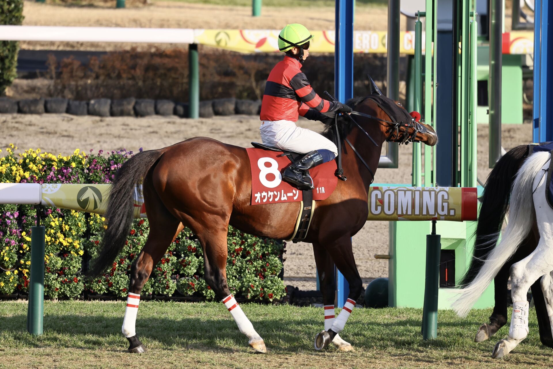 オウケンムーンの競走馬登録抹消…地方競馬へ移籍