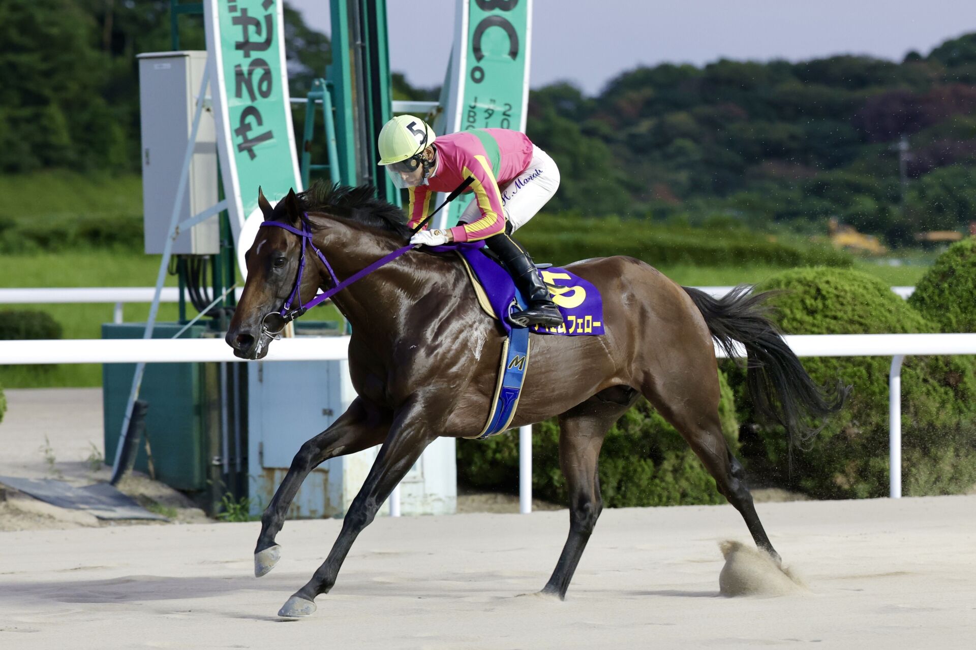 【佐賀・吉野ヶ里記念】テイエムフェローが2馬身差完勝