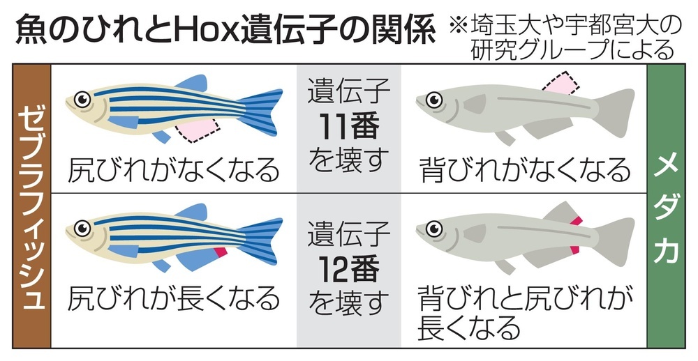 延長された表現型 自然淘汰の単位としての遺伝子(R・ドーキンス