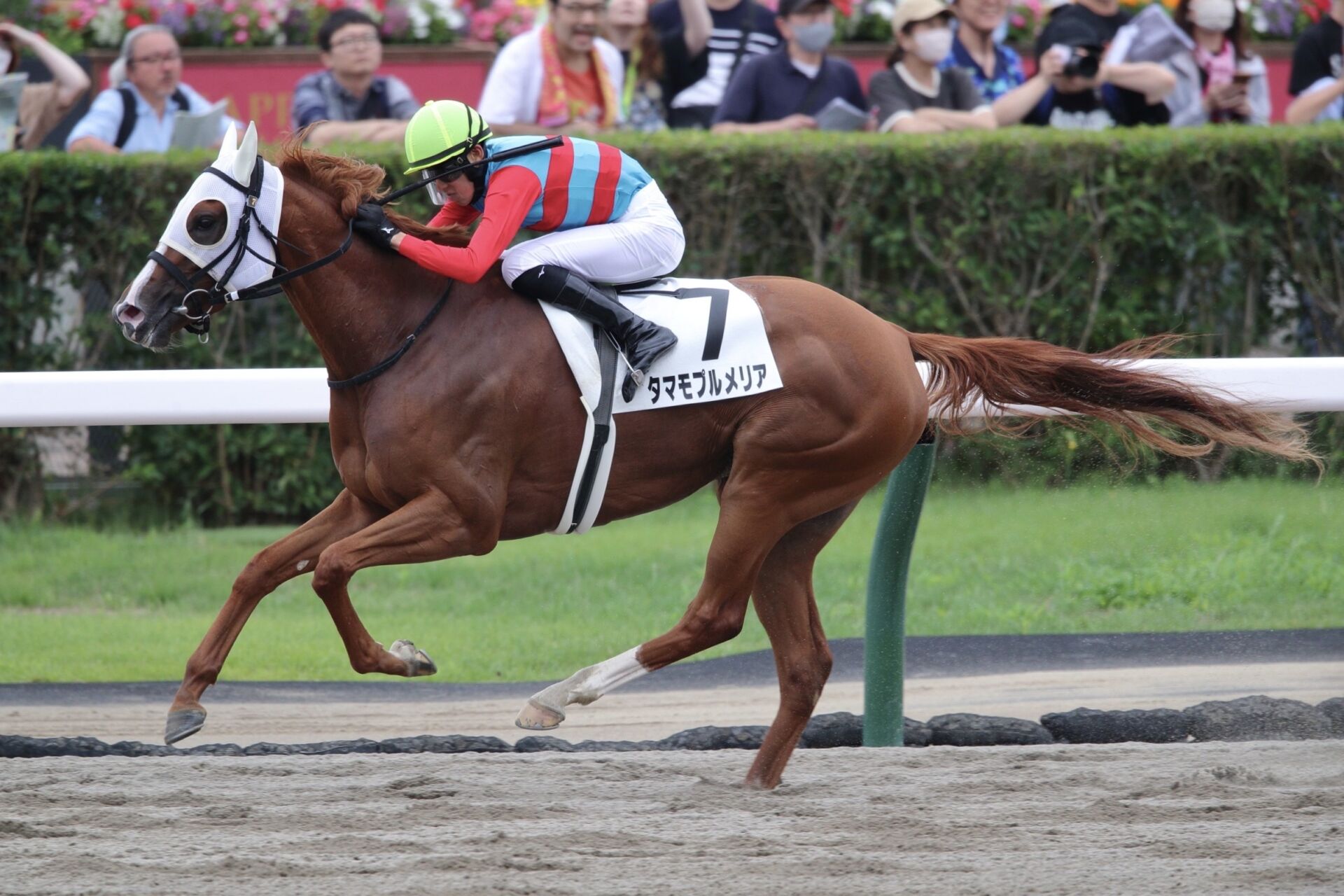 【札幌7R】高杉吏麒騎乗 タマモプルメリアが早め先頭から押し切る