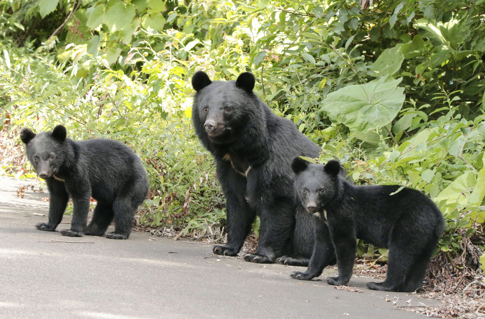 秋田、クマの捕獲上限670頭に 人身被害多発で増やす（共同通信） - Yahoo!ニュース