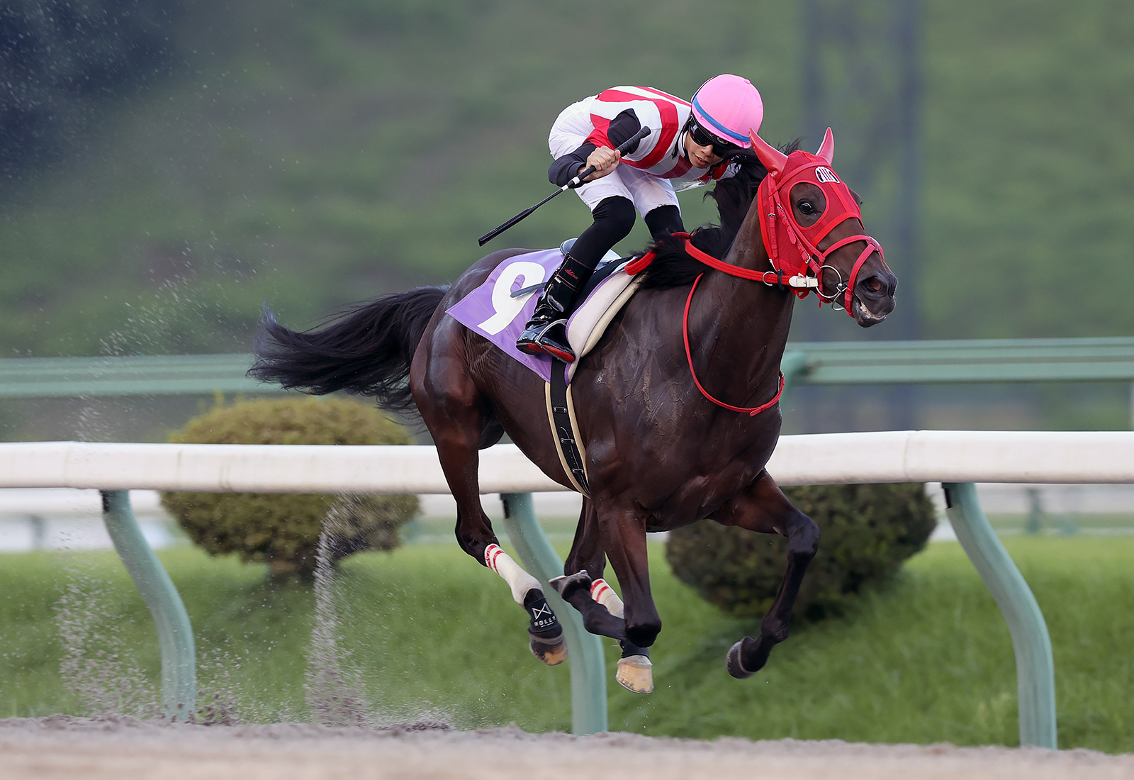 【盛岡・フェアリーカップ】ミニアチュールが7馬身差圧勝…佐々木志音「強さにびっくりした」