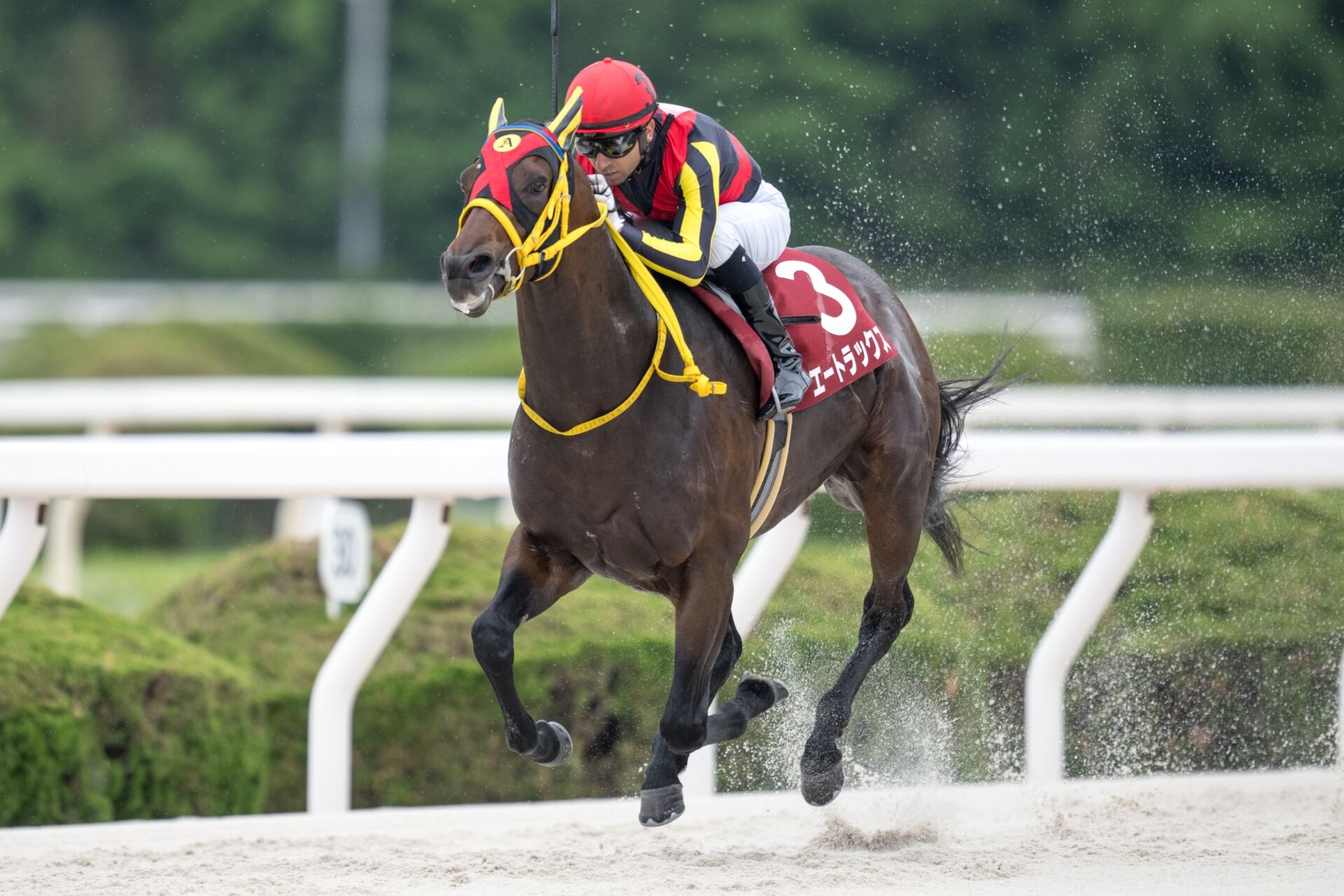 【北海道スプリントC】JRAエートラックスなどが出走予定