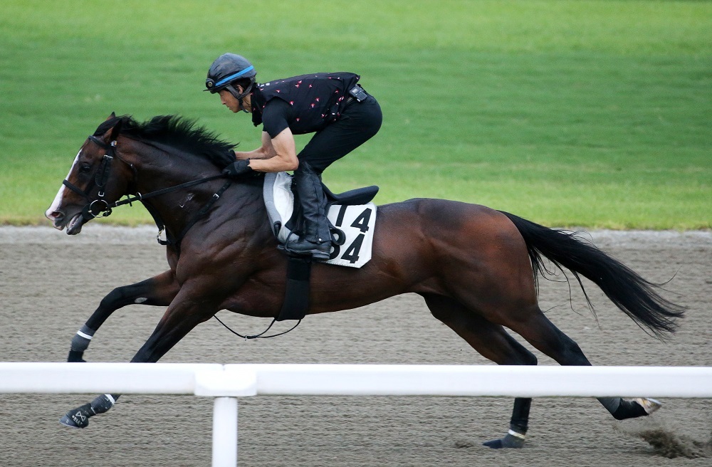 【関屋記念】前走「普通に強かった」と言える1頭　同型馬不在で期待できる“再現”