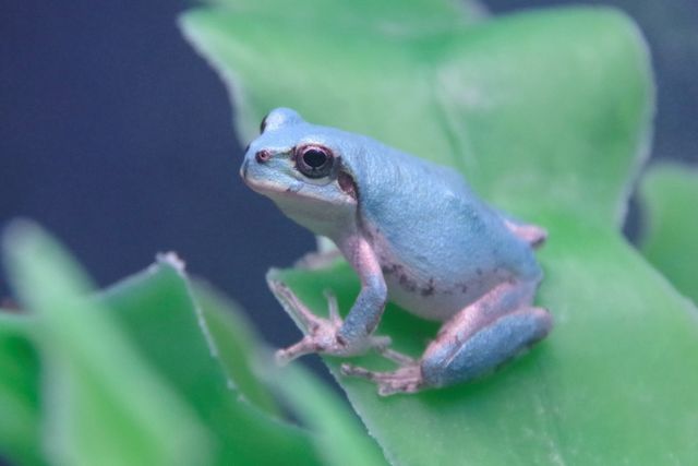 10万匹に１匹の奇跡！青いアマガエルに来園者も興味津々「ご利益がありそう」（中京テレビＮＥＷＳ） - Yahoo!ニュース