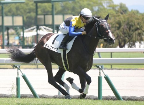 評判通りの高性能　“馬なりのまま抜け出した”カムニャックに★6つ！【2歳馬チェック】