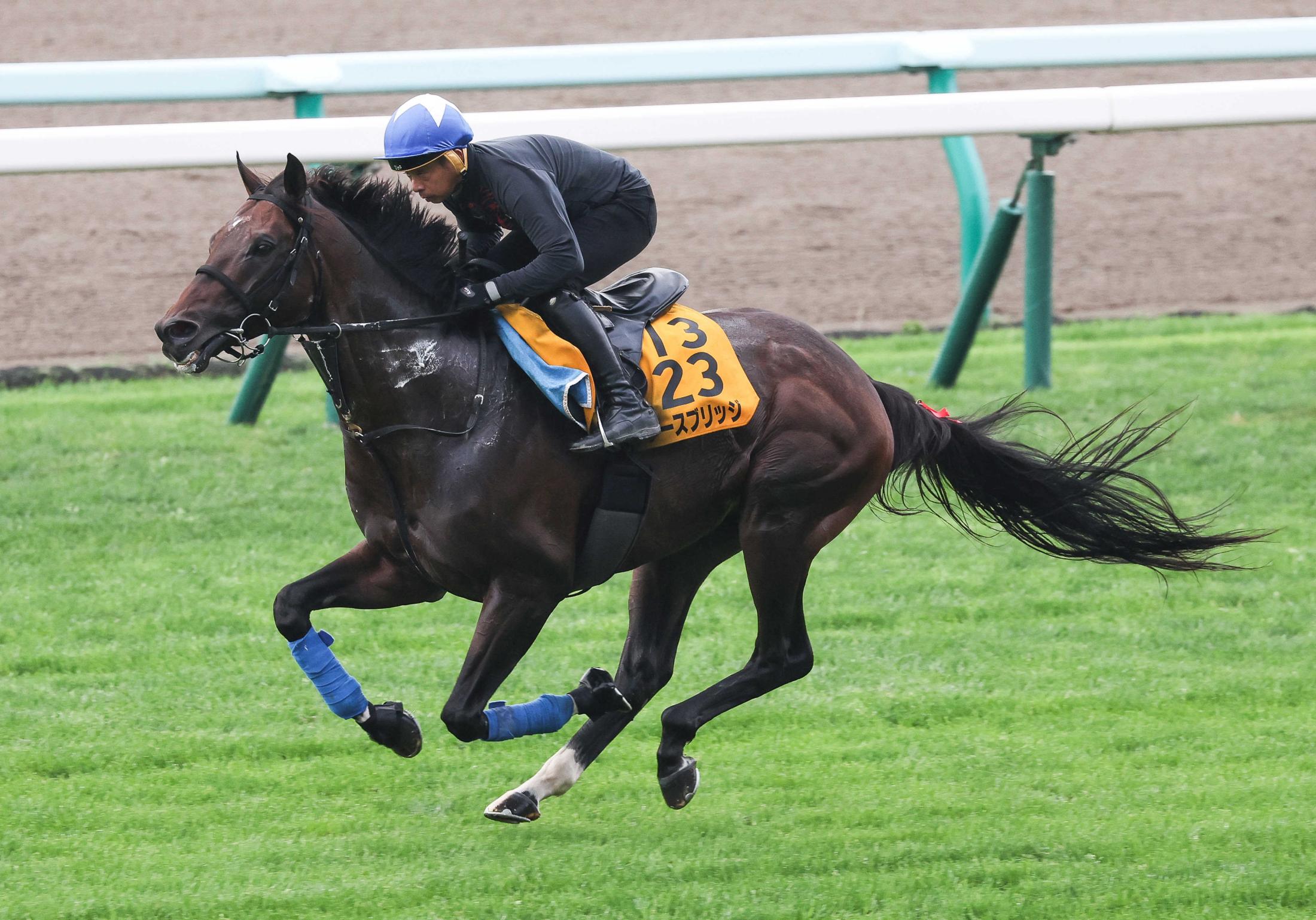 【札幌記念】ノースブリッジ　ガス抜き微調整で飛躍の秋へ態勢万全　打倒・プログノーシスに燃える奥村武師「負けてたまるか」