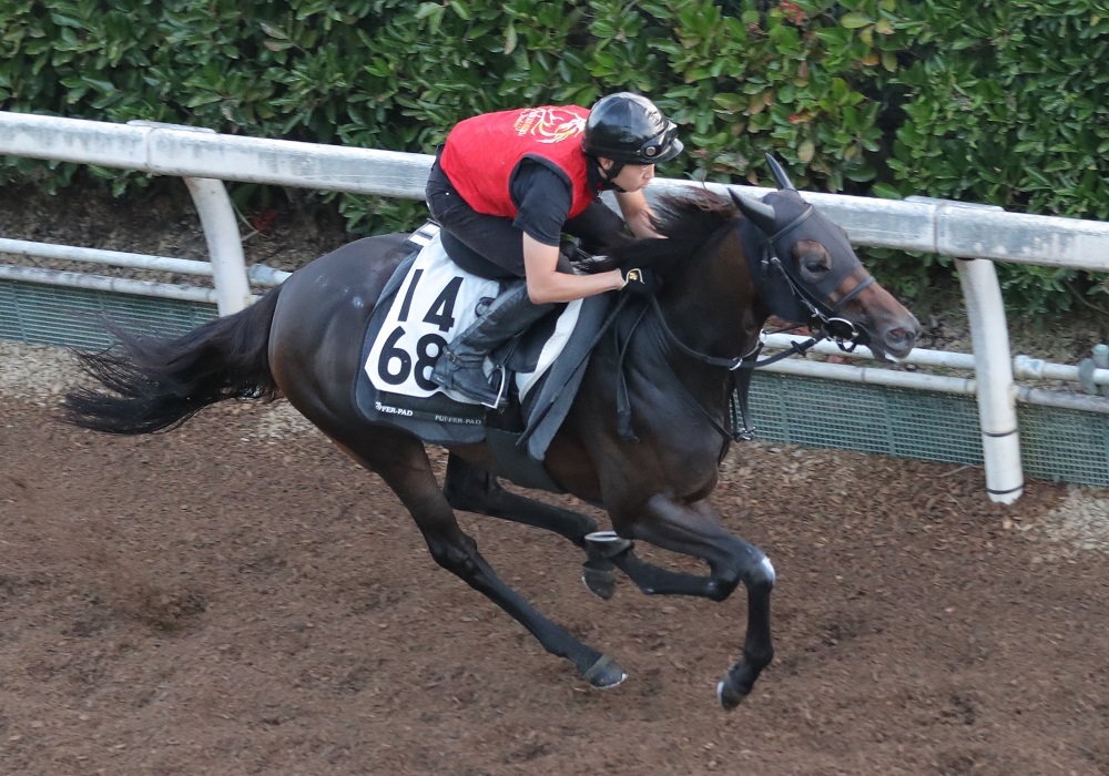 【CBC賞】ジョッキー変更で“より狙える”1頭　ここ2走は「チグハグな騎乗だった」