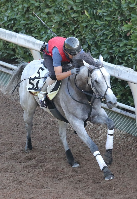 【CBC賞】「また買いたい」軽ハンデ馬　前走“まさかの着順”にも理由アリ