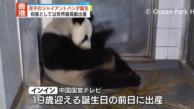 双子パンダが誕生…初産“世界最高齢”香港（日テレNEWS NNN） - Yahoo!ニュース